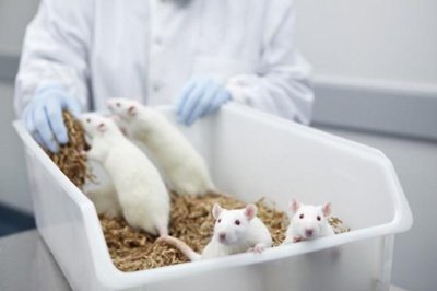 What are the common anesthetics for animal experiments? What are the characteristics of each?