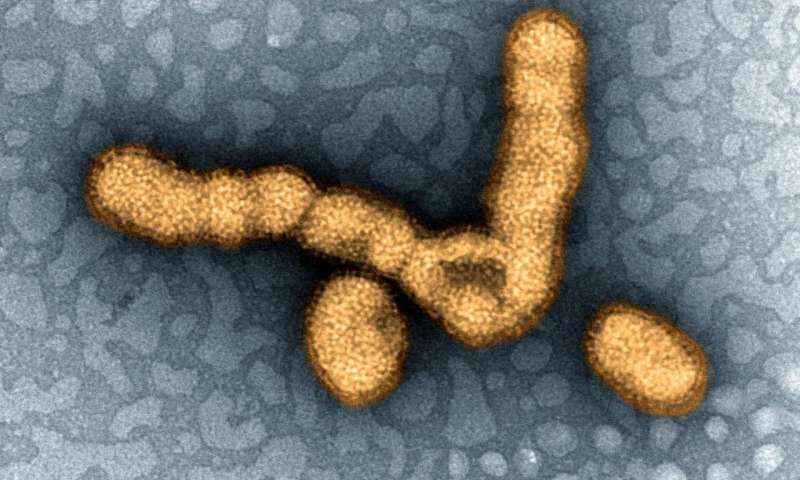 The newly discovered swine flu virus in China may cause a human flu pandemic!