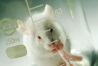 【Animal Modeling】-The nutritional needs of experimental mice