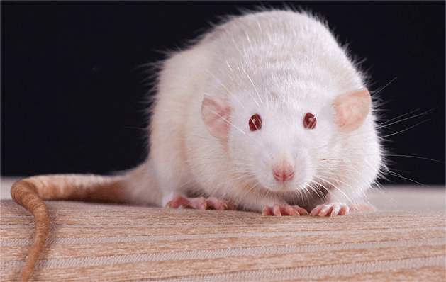 【Animal Modeling】-The characteristics of the nutritional needs of rats