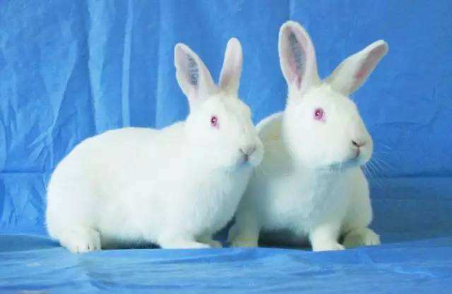 【Animal Modeling】-The nutritional requirements of experimental rabbits