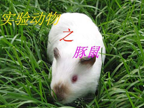 【Animal Modeling】-The nutritional needs of experimental guinea pigs