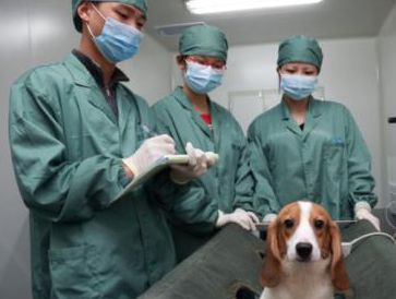 What measures should be adopted to prevent and control laboratory animal risks?