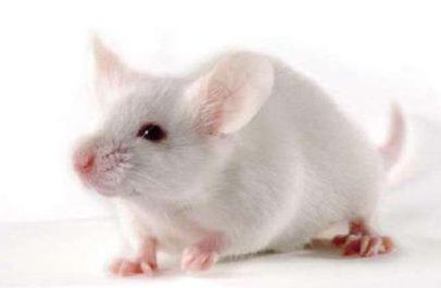 【Animal Modeling】-The rat model of myocardial ischemia induced by suture