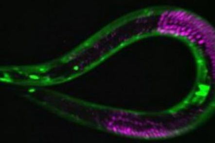 Scientists find the secret of immortality in nematodes