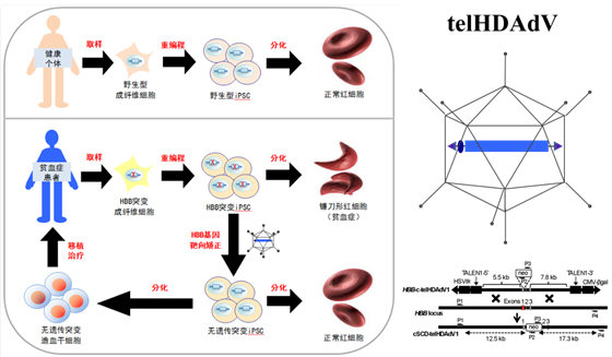 Sino-foreign cooperation to create new human genetic mutation repair tools