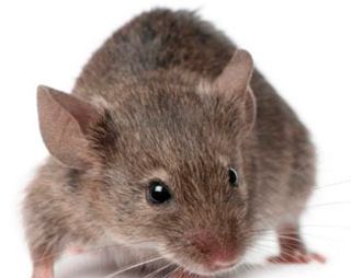 Scientists extend the preservation time of rat liver for transplantation