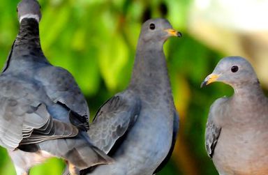 The death of the band-tailed pigeon is related to the newly discovered parasite