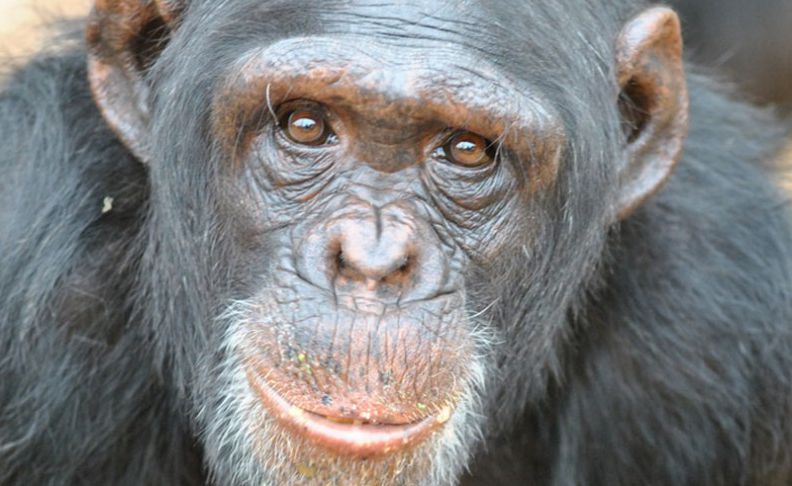 A vaccine of Ebola virus-like particles in chimpanzees & immune response