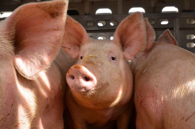 A thin layer of material from pigs can promote muscle growth in the human body