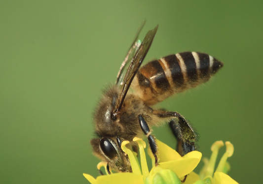 Insect venom can be used to develop anticancer drugs