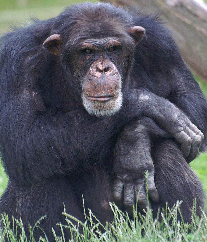 Chimpanzee\'s \"birth father\" is prone to genetic mutations in offspring