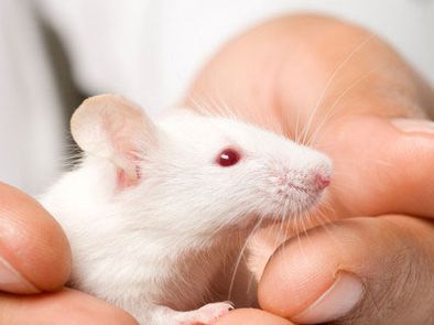 Scientists successfully \"rewrite\" the emotional memory of experimental mice