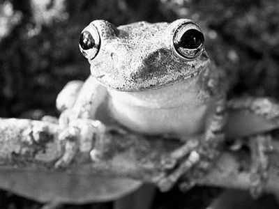 [Animal Experiment]-Revealing how frogs seek advantages and avoid \\\"bacteria\\\"