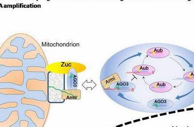 Drosophila animal experiment reveals the occurrence and regulation mechanism of small molecule piRNAs