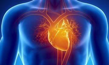 Animal experiments reveal a new discovery of heart regeneration-human well-being