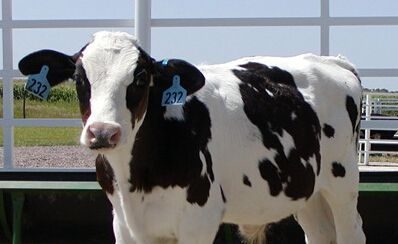 U.S. scientists cultivate Ebola antibodies in genetically modified cattle