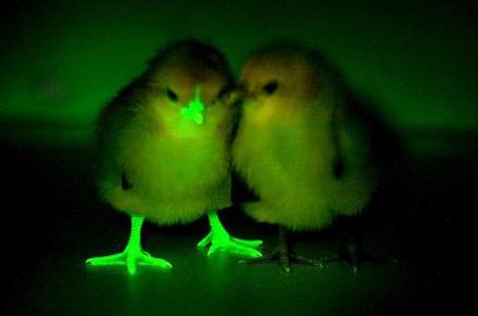 [Animal experiment]-Fluorescent chicken genetic modification, or suppression of avian influenza