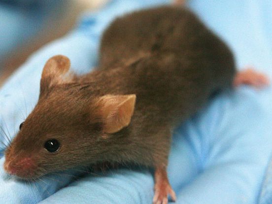 [Animal Experiment]-Hybrid mice reveal the genetic influence of Ebola outcome