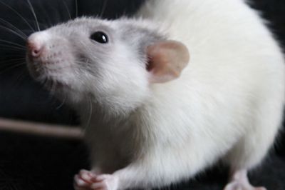 [Animal Experiment]-Rats rely on investigation to find targets instead of olfactory tracking