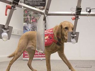 [Animal Experiment]-\"Cancer Sniffer Dog Project\" has entered the experimental stage