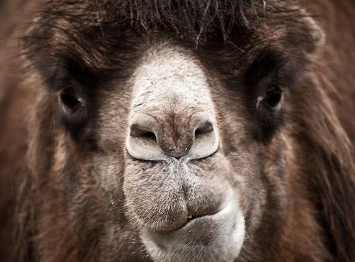 [Animal experiment]-Camel vaccine research, or avoid Middle East respiratory syndrome