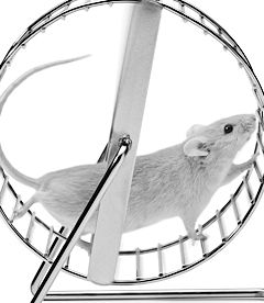 【Animal Experiment】-Mice experiment proved for the first time that running helps fight cancer