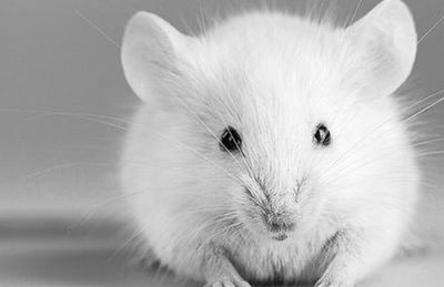 [Animal experiment] Lack of animal experiment data plagues biomedical research