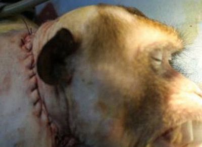 【Animal Experiment】-Scientists from China, Britain and South Korea successfully performed head replacement surgery on monkeys