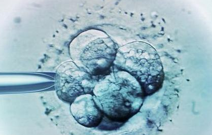 Animal experiments solve the mystery of in vitro fertilization embryo defects