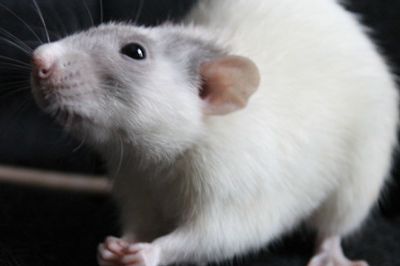 [Animal Experiment]-Rats rely on investigation to find targets instead of olfactory tracking