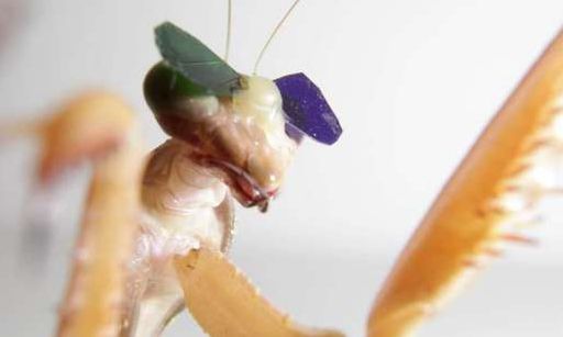 [Animal experiment] -3D glasses confirm that praying mantis has stereo vision