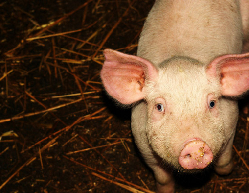 【Animal Experiment】-Using pig adipose stem cells to cultivate bones to repair damaged face