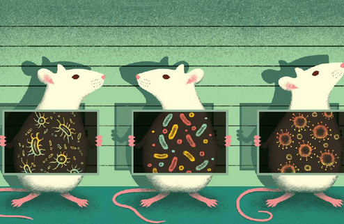 The reproducibility of animal experiment results is poor, and bacteria cannot escape their responsibility