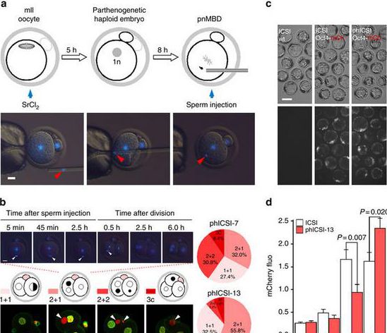 [Animal experiment]-without fertilizing the egg, mouse sperm can produce viable offspring