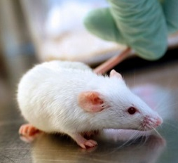 [Animal experiment]-Experts have discovered genetic genes that can distinguish taste through mouse experiments, which can treat the sequelae of cerebral infarction