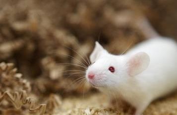 【Animal Experiment】-Using external light irradiation to control DNA recombination reaction in mice