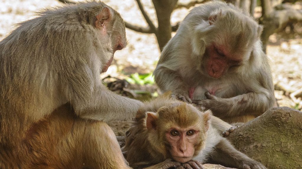 [Animal experiment]-As a research object, macaques are the real hammer to reveal the relationship between social status and lifespan, knock?