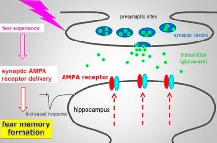 [Animal experiment]-Precise inactivation of nerve messenger receptors can clear the fear memory of mice