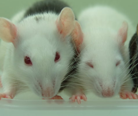 【Animal Experiment】-Cultivate mouse pancreas in rats to treat mouse diabetes once and for all