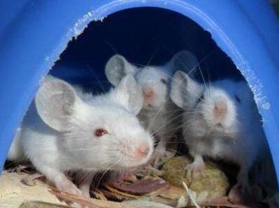 [Animal Experiment]-Hormones secreted by bones can affect the appetite of mice