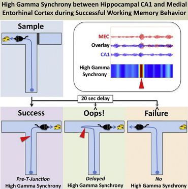 【Animal Experiment】-Researchers have discovered the neural markers of incorrectly corrected mouse neural circuits