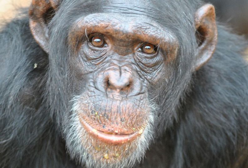 [Animal experiment]-A vaccine of Ebola virus-like particles in chimpanzees & immune response