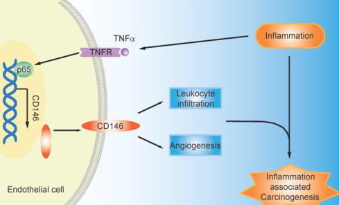 [Animal experiment]-The mouse model experiment where biophysics is located reveals the regulatory mechanism of CD146 in the transformation of chronic inflammation to cancer