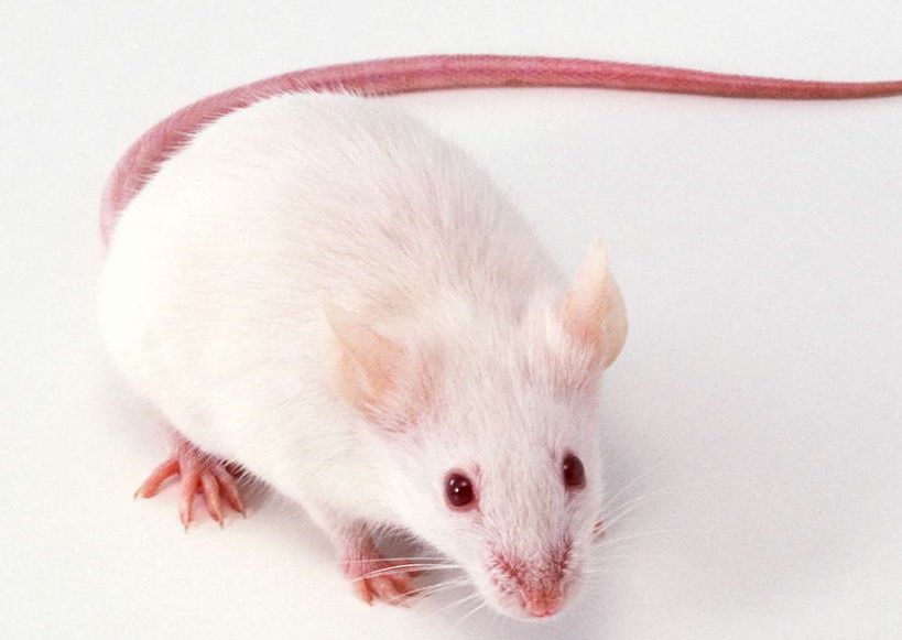 [Animal experiment]-Scholars from the Second Military Medical University and Inner Mongolia University found that continuous transplantation can restore the youth of mouse liver cells