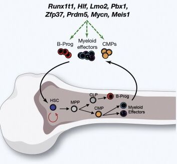 [Animal experiment] -8 gene induces reprogramming of mature blood cells in mice into hematopoietic stem cells