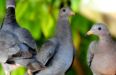 [Animal experiment]-The death of the bar-tailed pigeon is related to the newly discovered parasite