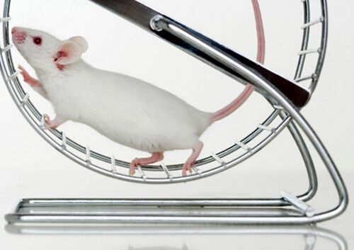 [Animal Experiment]-Running makes blind mice see again