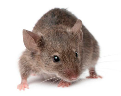 [Animal Experiment]-Scientists extend the preservation time of rat liver for transplantation