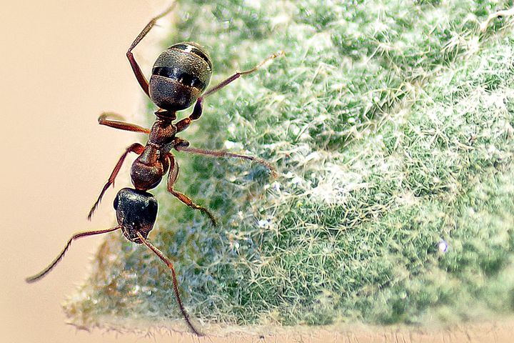 【Animal Experiments】-Chengdu Institute of Biology has made progress in research on non-nutritive cascade effects caused by ant field behavior